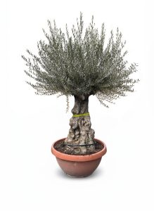 Olijfboom - Olea Europaea - Bonsai in deco schaal - 100 jaar - 220 cm