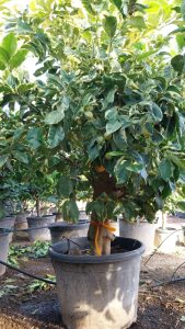 Citrusboom - Tigerlemonboom XL - 180 cm