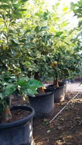 Citrusboom - Tigerlemonboom XL - 180 cm