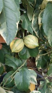 Citrusboom - Tigerlemonboom XL - 180 cm