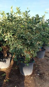 Citrusboom - Tigerlemonboom XL - 180 cm