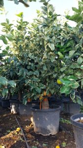 Citrusboom - Tigerlemonboom XL - 180 cm