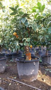 Citrusboom - Tigerlemonboom XL - 180 cm