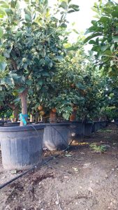Citrusboom - Tigerlemonboom XL - 180 cm