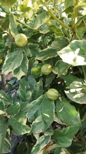 Citrusboom - Tigerlemonboom XL - 180 cm