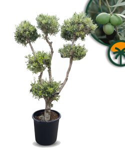 Olijfboom Pom pon multi - Olea Europaea