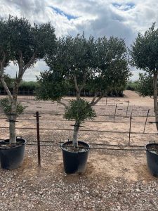Olijfboom Pom pon multi - Olea Europaea