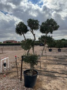 Olijfboom Pom pon multi - Olea Europaea