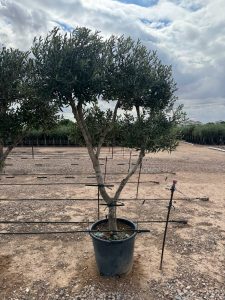 Olijfboom Pom pon multi - Olea Europaea