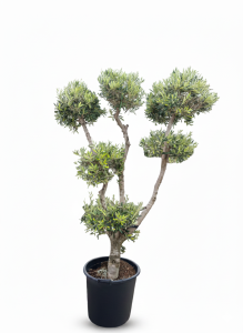 Olijfboom Pom pon multi - Olea Europaea