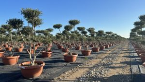 Olijfboom Pom pon in Bowl - Olea Europaea