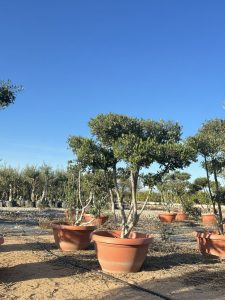 Olijfboom Pom pon in Bowl - Olea Europaea