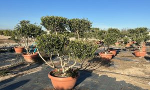 Olijfboom Pom pon in Bowl - Olea Europaea