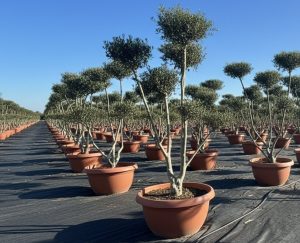 Olijfboom Pom pon in Bowl - Olea Europaea