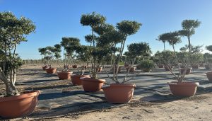Olijfboom Pom pon in Bowl - Olea Europaea