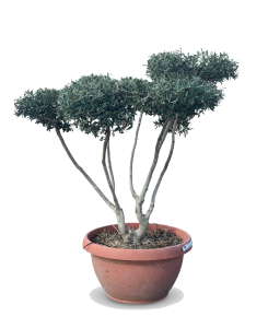 Olijfboom Pom pon in Bowl - Olea Europaea
