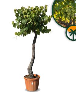 Druivenboom op stam - Vitis Vinifera XL - 240 cm