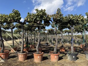 Druivenboom op stam - Vitis Vinifera XL - 240 cm
