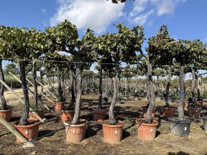 Druivenboom op stam - Vitis Vinifera XL - 240 cm