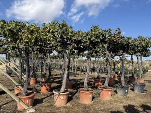 Druivenboom op stam - Vitis Vinifera XL - 240 cm