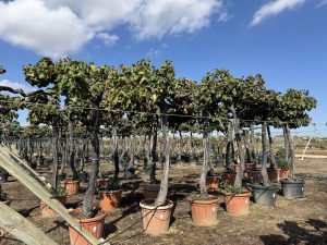 Druivenboom op stam - Vitis Vinifera XL - 240 cm