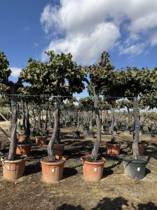 Druivenboom op stam - Vitis Vinifera XL - 240 cm