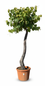 Druivenboom op stam - Vitis Vinifera XL - 240 cm