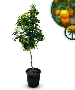 Citrusboom - Mandarijnboom - Citrus Reticulata - 150 cm