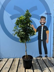 Citrusboom - Mandarijnboom - Citrus Reticulata - 150 cm