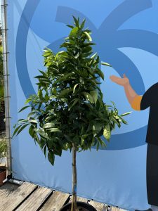 Citrusboom - Mandarijnboom - Citrus Reticulata - 150 cm