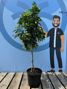 Citrusboom - Mandarijnboom - Citrus Reticulata - 150 cm
