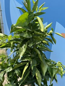 Citrusboom - Mandarijnboom - Citrus Reticulata - 150 cm