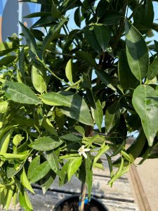 Citrusboom - Mandarijnboom - Citrus Reticulata - 150 cm