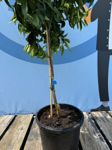 Citrusboom - Mandarijnboom - Citrus Reticulata - 150 cm