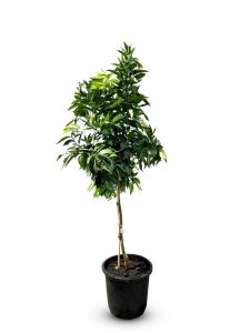 Citrusboom - Mandarijnboom - Citrus Reticulata - 150 cm