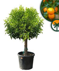 Citrusboom - Mandarijnboom - Citrus Reticulata XL - 180 cm