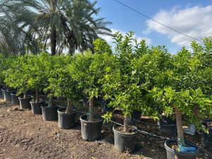 Citrusboom - Mandarijnboom - Citrus Reticulata XL - 180 cm