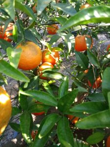 Citrusboom - Mandarijnboom - Citrus Reticulata XL - 180 cm