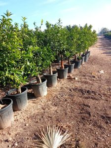 Citrusboom - Mandarijnboom - Citrus Reticulata XL - 180 cm