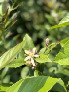 Citrusboom - Mandarijnboom - Citrus Reticulata XL - 180 cm