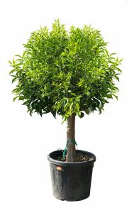 Citrusboom - Mandarijnboom - Citrus Reticulata XL - 180 cm