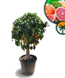 Grapefruitboom - Citrus Paradisi XL - 180 cm