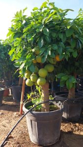 Grapefruitboom - Citrus Paradisi XL - 180 cm