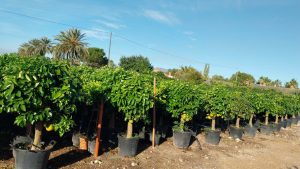 Grapefruitboom - Citrus Paradisi XL - 180 cm