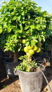 Grapefruitboom - Citrus Paradisi XL - 180 cm