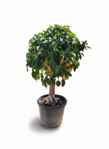 Grapefruitboom - Citrus Paradisi XL - 180 cm