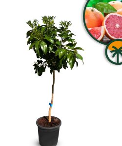 Grapefruitboom - Citrus Paradisi - 160 cm