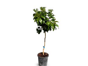 Grapefruitboom - Citrus Paradisi - 160 cm
