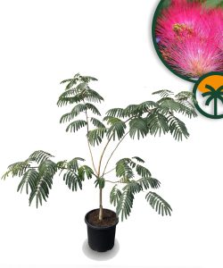 Perzische slaapboom - Albizia julibrissin 'Ombrella' - Multistam