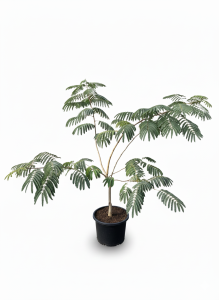 Perzische slaapboom - Albizia julibrissin 'Ombrella' - Multistam
